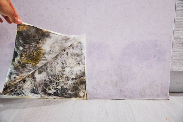 Professional Mold Removal in Seven Hills, OH